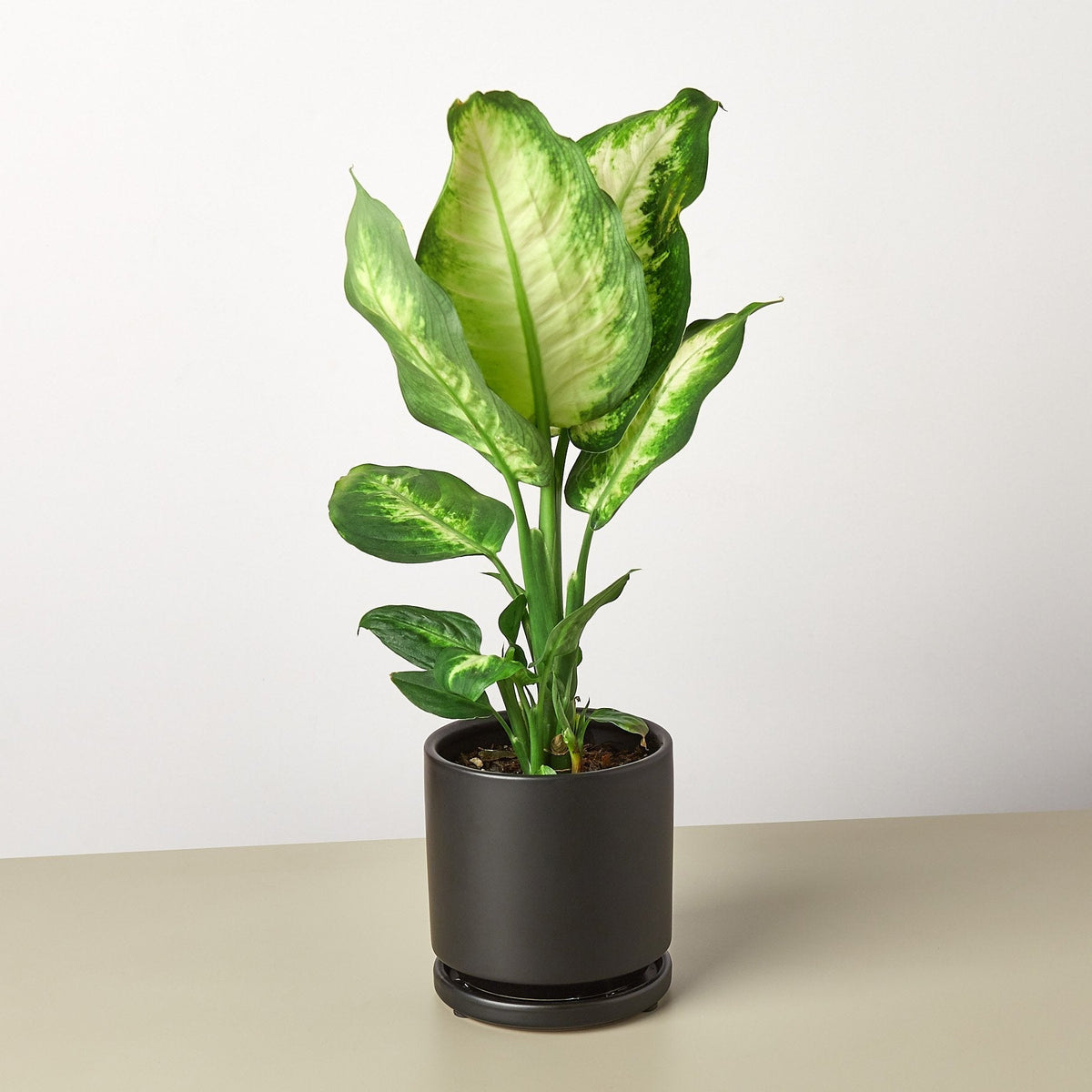 Dieffenbachia Camille 'Dumb Cane'