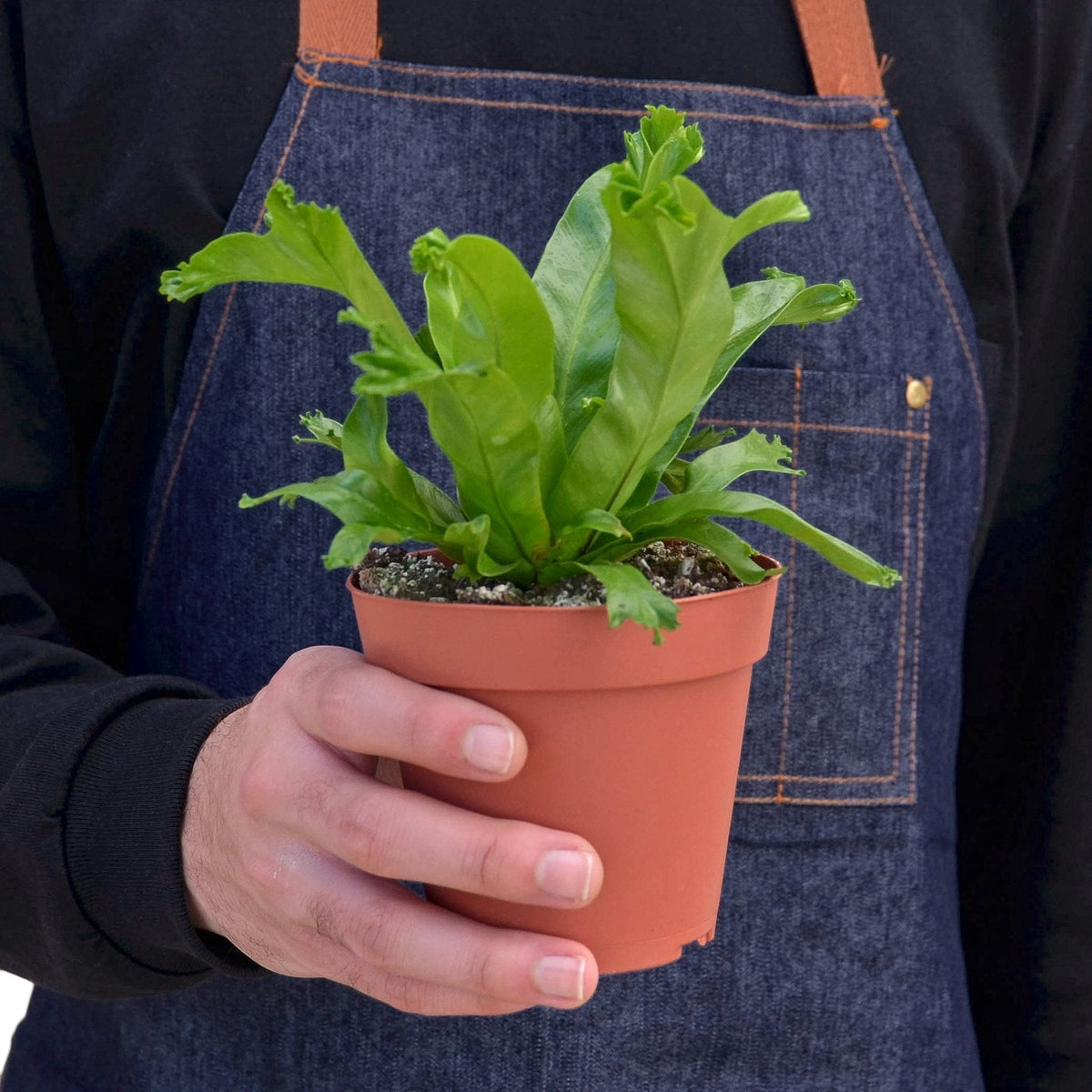 Bird's Nest 'Leslie' Fern — reference image; plants vary