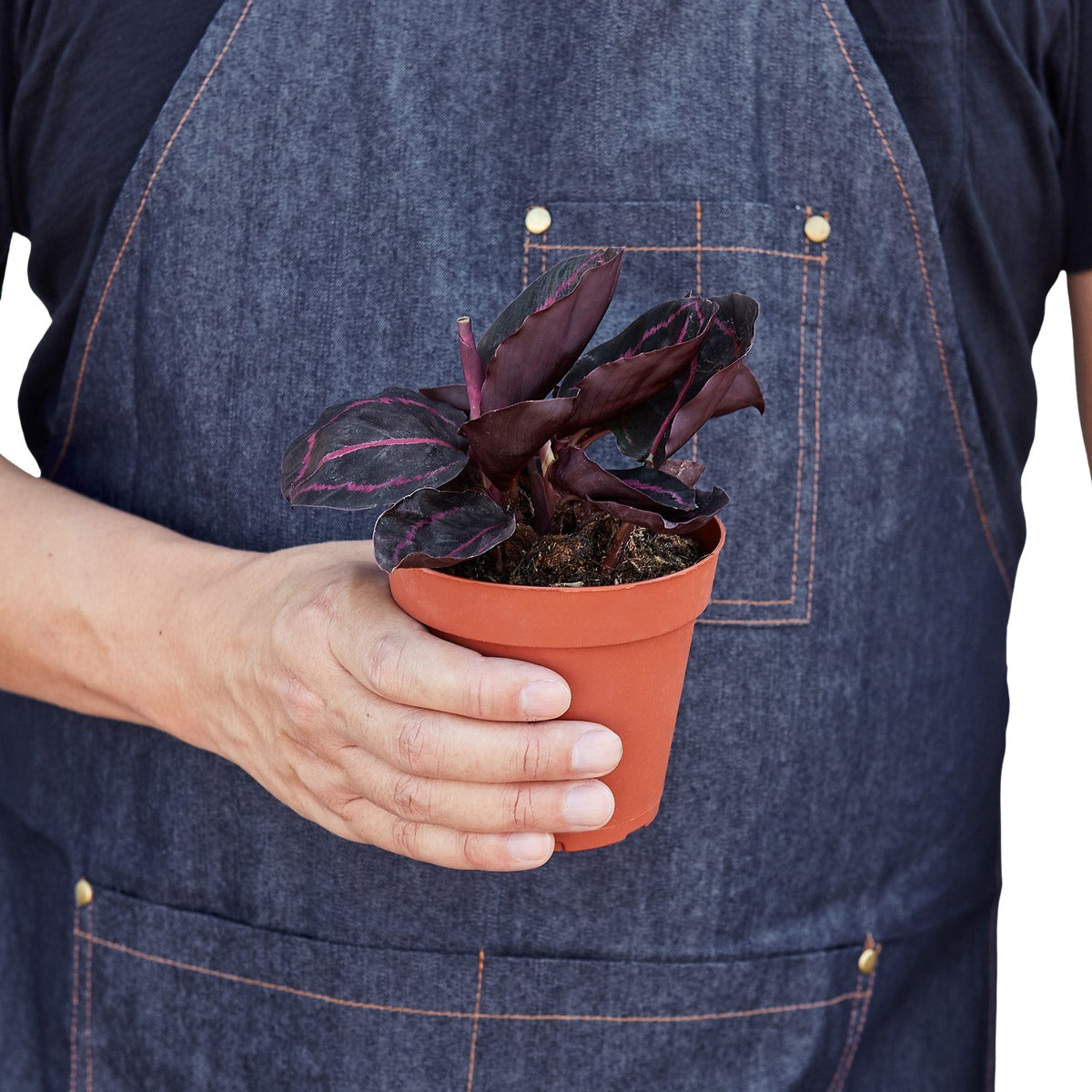 Calathea 'Dottie' — Nursery Pot