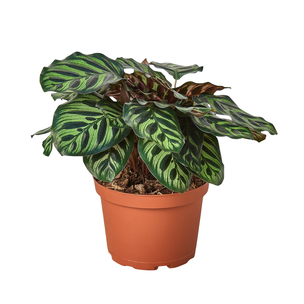 Calathea 'Makoyana' — Nursery Pot
