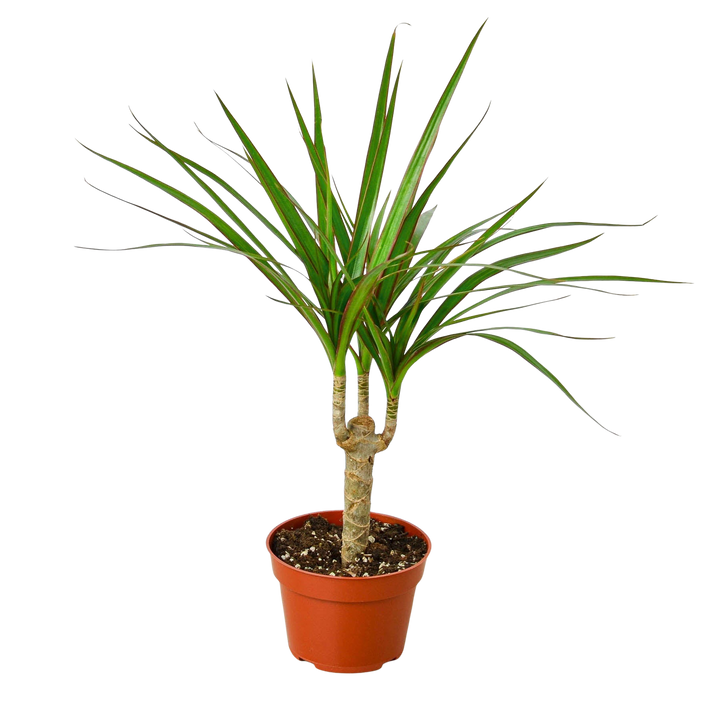 Dracaena Marginata Cane