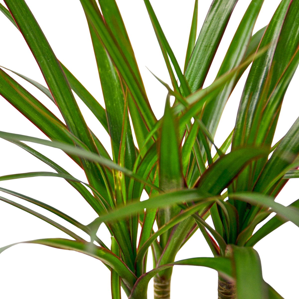Dracaena Marginata Cane