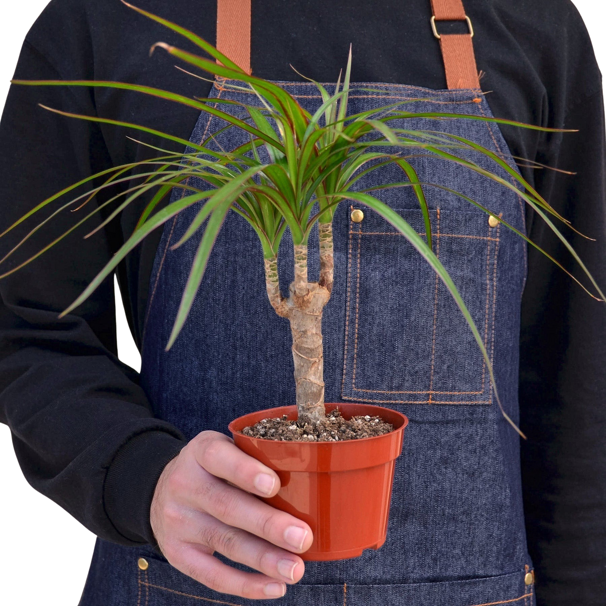 Dracaena Marginata Cane