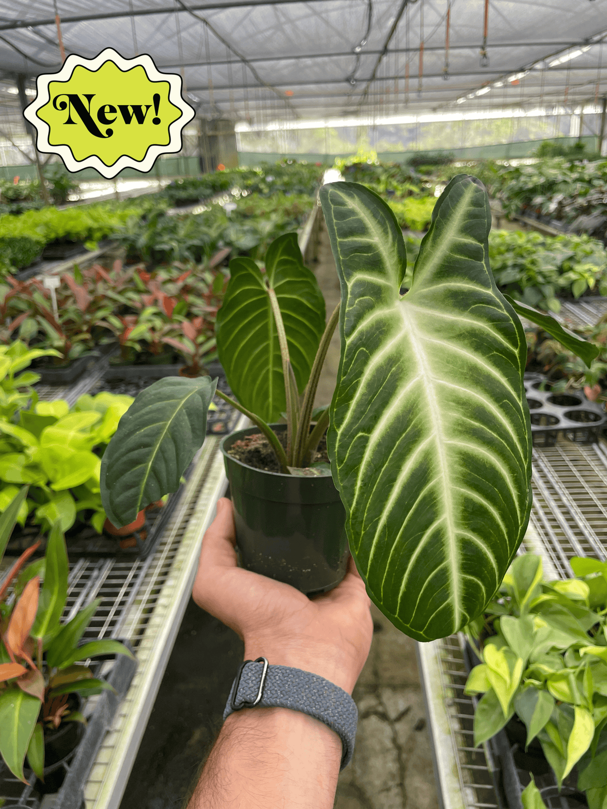 Xanthosoma 'Lindenii'