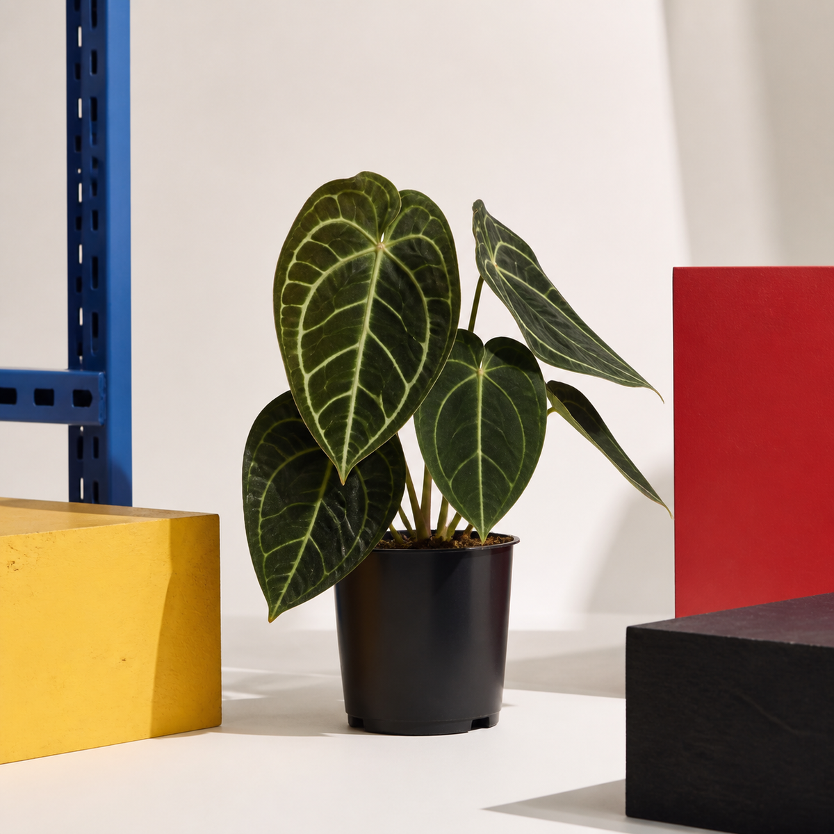 Monstera deliciosa Devil Monster — PL-031