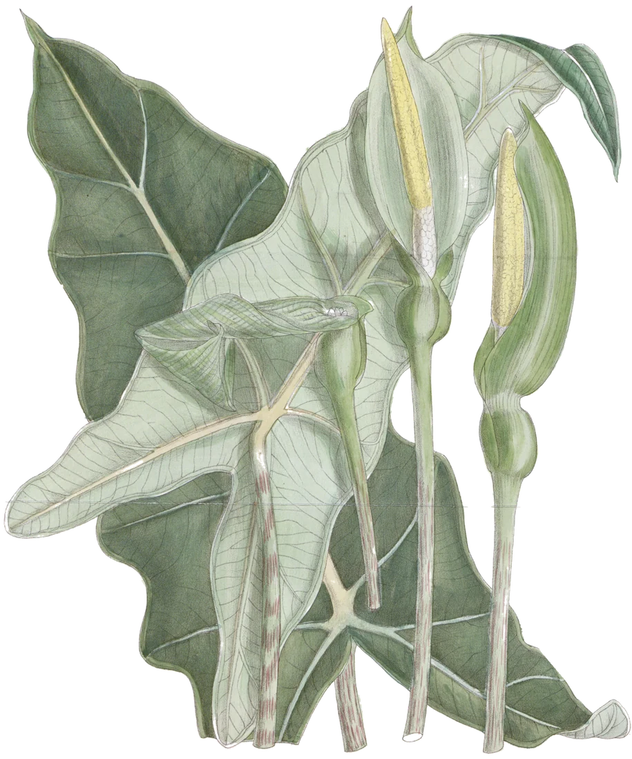 Historic botanical illustration of Alocasia micholitziana leaves and flowers